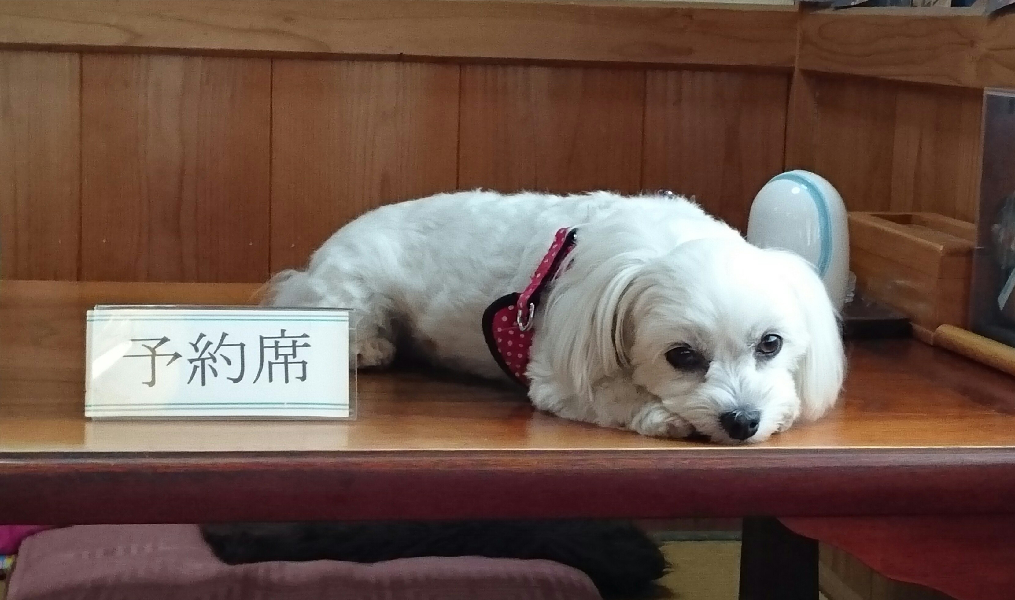 認可保育所の入園予約制とは？背景・メリット・課題など